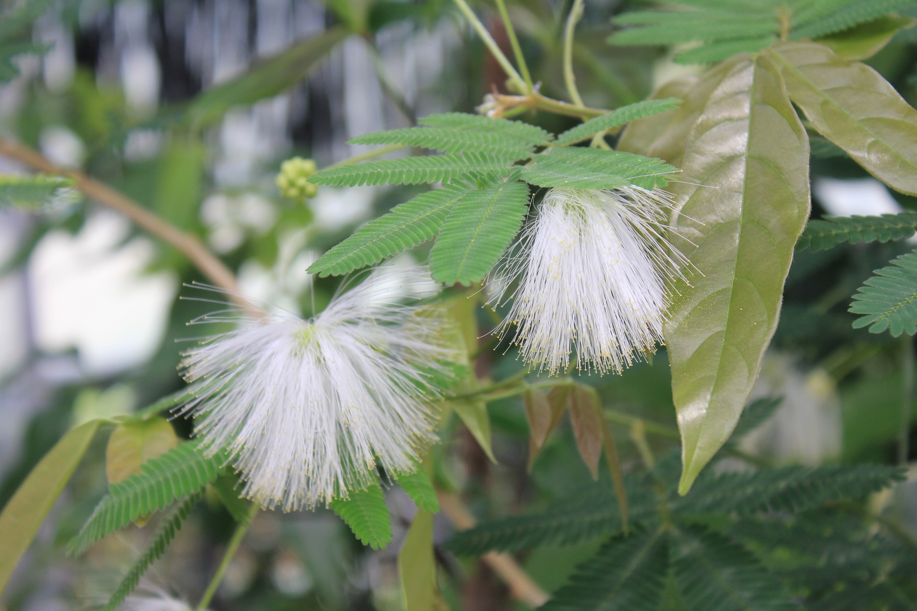 山野草希少カタオカソウ15B